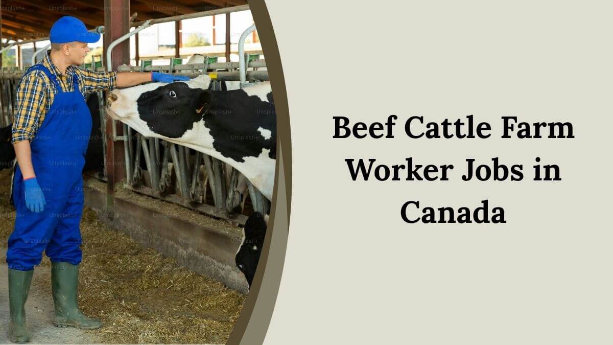 Beef Cattle Farm Worker Jobs in Canada