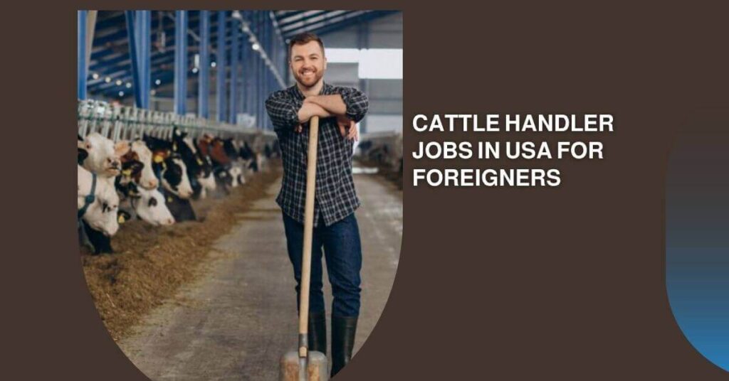 Cattle Handler Jobs In USA For Foreigners