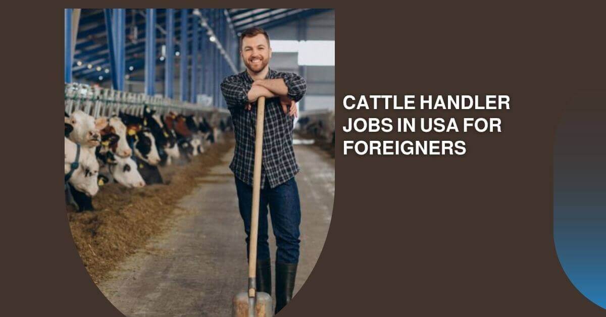 Cattle Handler Jobs In USA For Foreigners