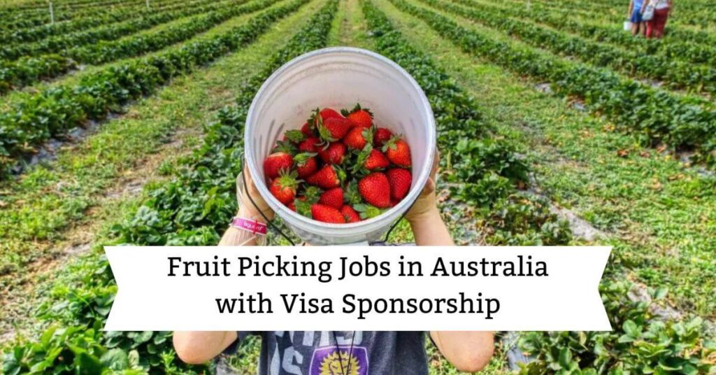 Fruit Picking Jobs in Australia with Visa Sponsorship