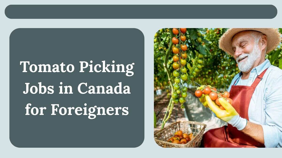 Tomato Picking Jobs in Canada for Foreigners
