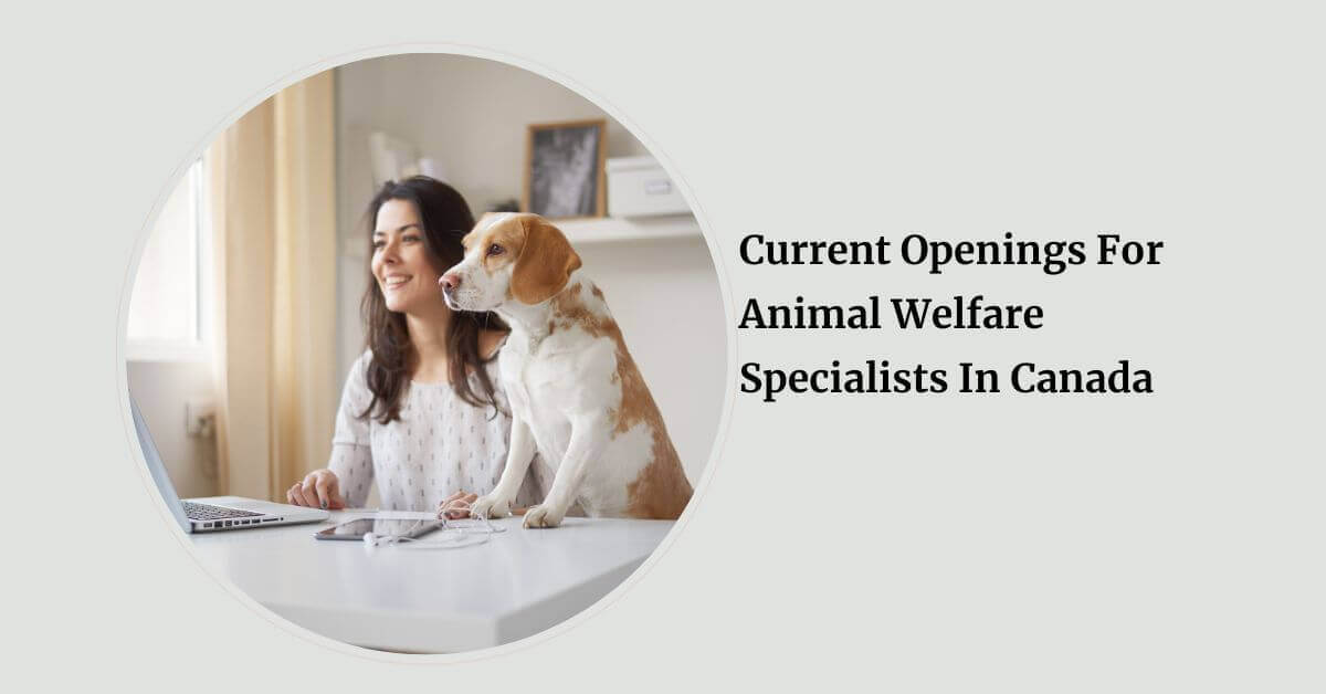 Current Openings For Animal Welfare Specialists In Canada