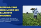 Vegetable/Fruit Picking Jobs in New Zealand For Foreigners