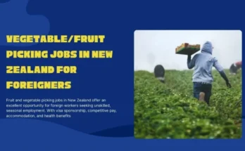 Vegetable/Fruit Picking Jobs in New Zealand For Foreigners