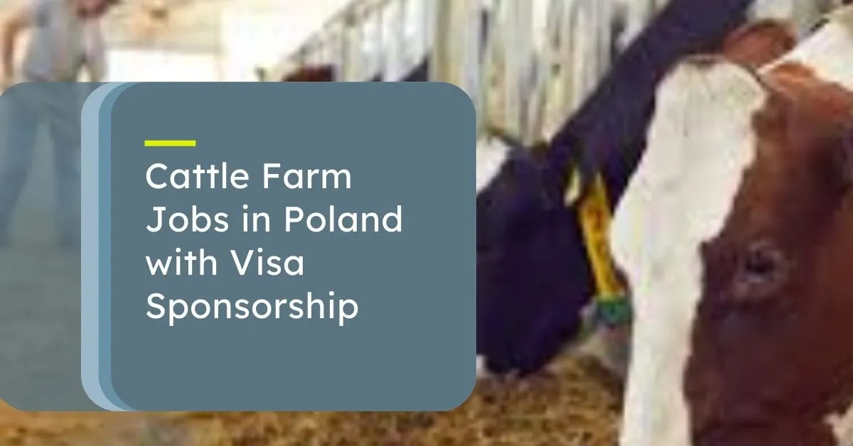 Cattle Farm Jobs in Poland
