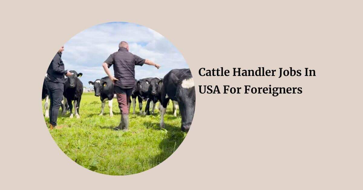 Cattle Handler Jobs In USA For Foreigners