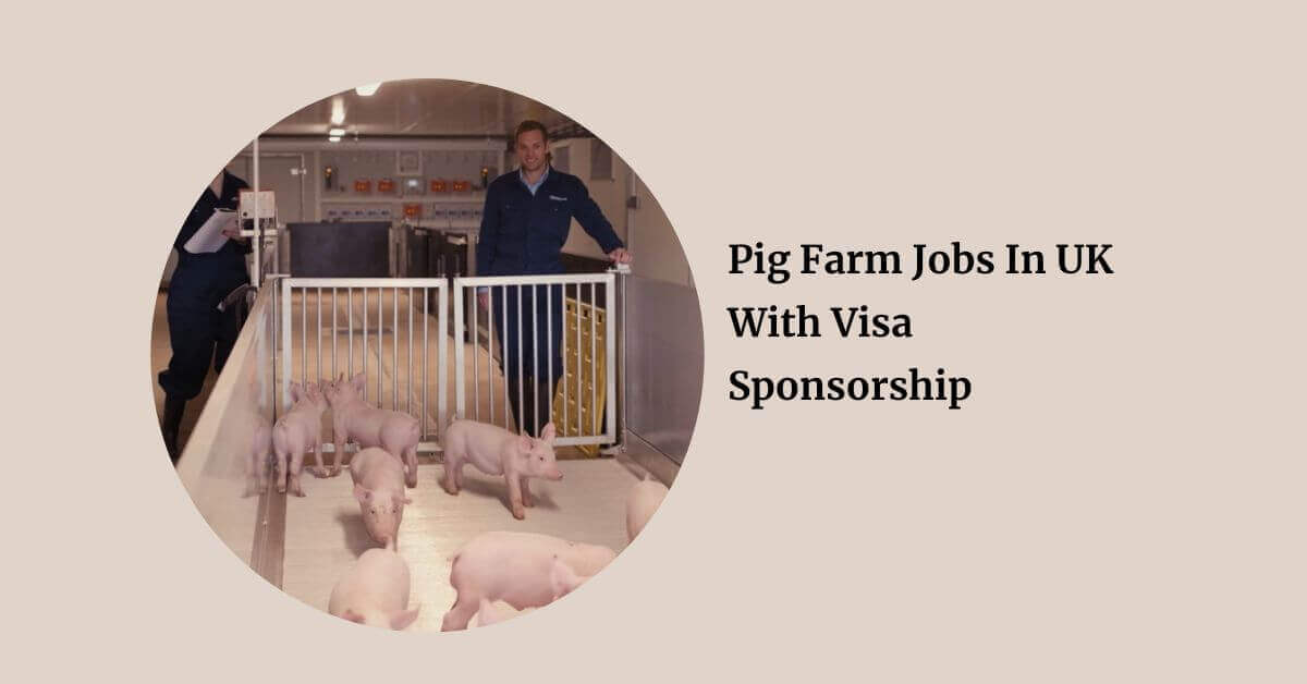 Pig Farm Jobs In UK With Visa Sponsorship