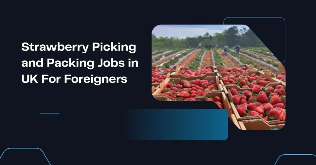 Strawberry Picking and Packing Jobs in UK