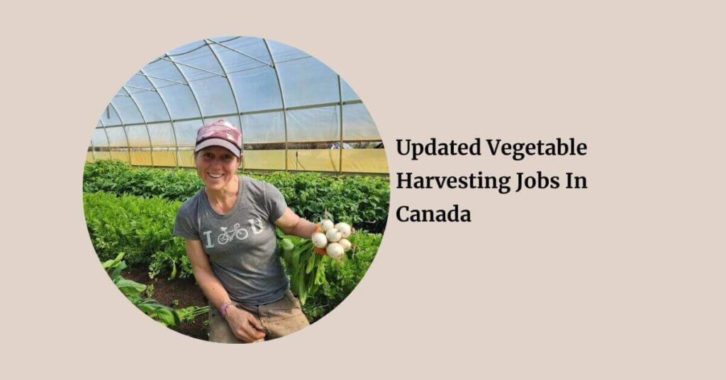 Updated Vegetable Harvesting Jobs In Canada