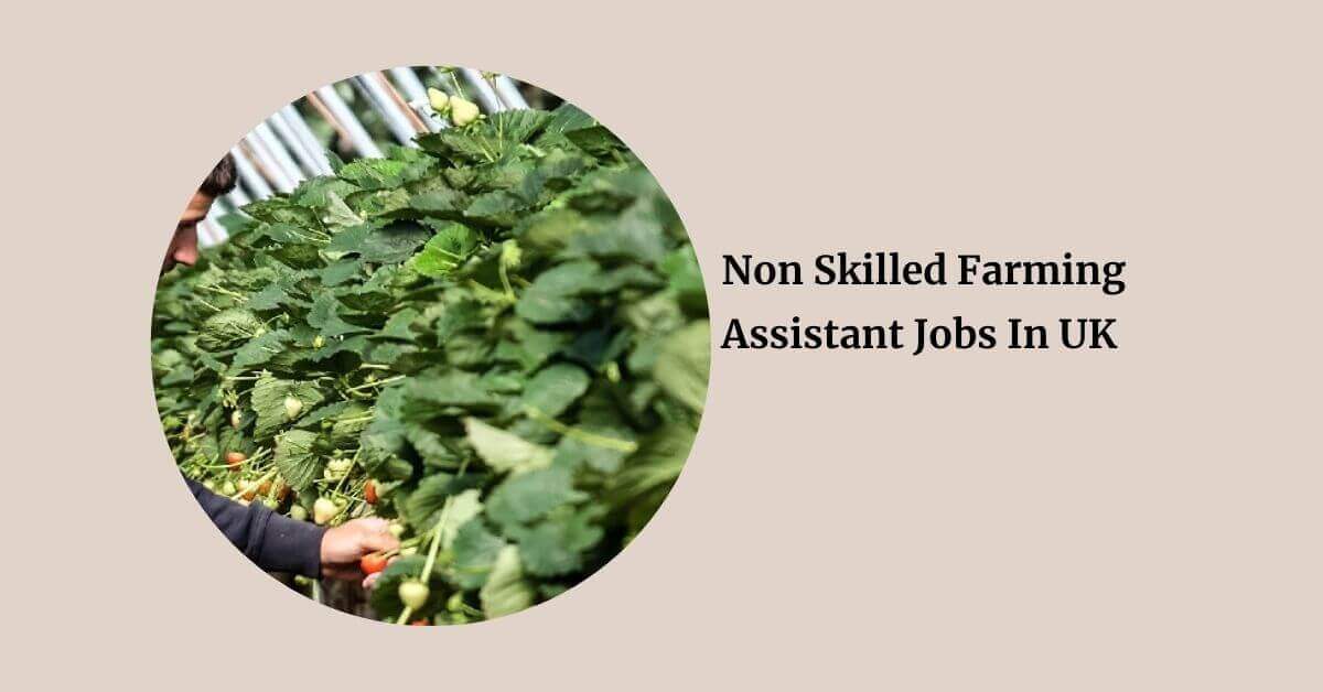 Non Skilled Farming Assistant Jobs In UK