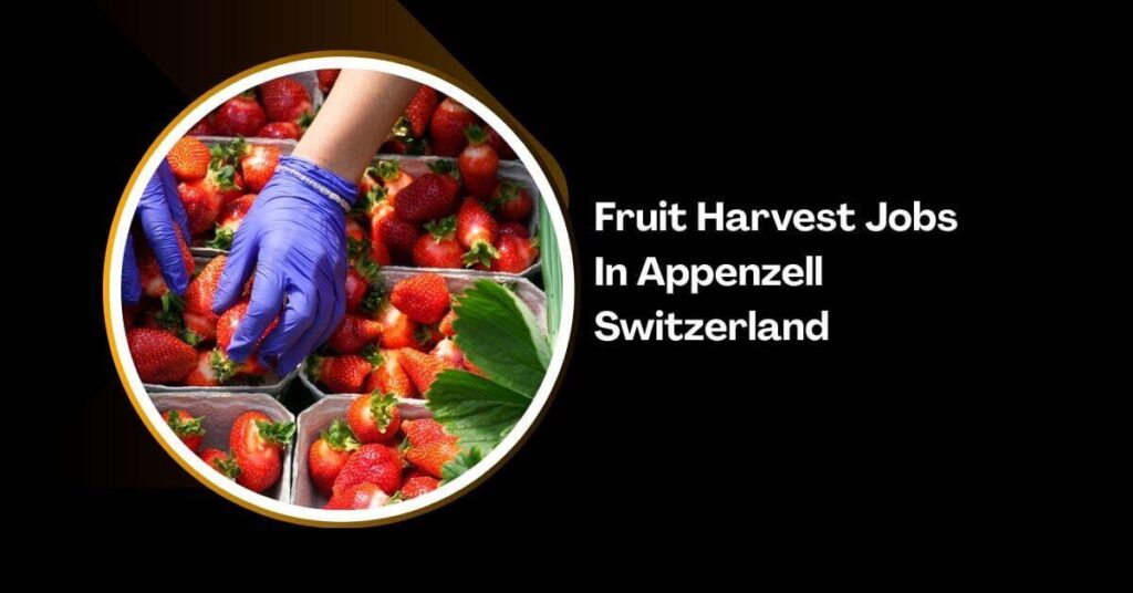 Fruit Harvest Jobs In Appenzell Switzerland (2)