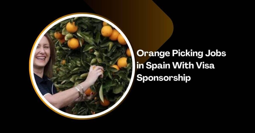 Orange Picking Jobs in Spain With Visa Sponsorship