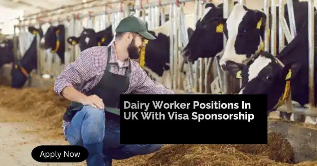 Dairy Worker Positions In UK With Visa Sponsorship (2)